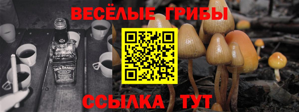 купить наркотики цена  Галлюциногенные грибы Cubensis  Вход с VPN  Каменск-Шахтинский  Псилоцибиновые грибы Cubensis 